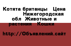 Котята британцы › Цена ­ 1 500 - Нижегородская обл. Животные и растения » Кошки   